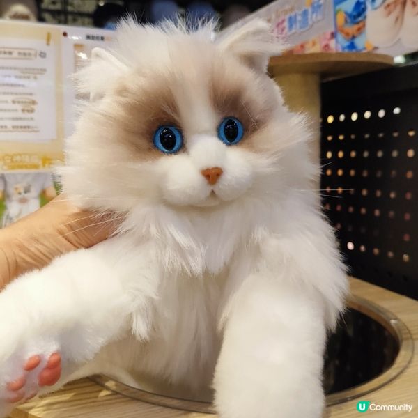 😻🦝真嘅一樣毛毛布偶🦝🤣😻😝🤣