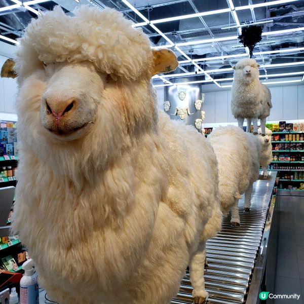 🛒環保綠惜超市開到奧海城！平到笑🤑！掃貨啦！