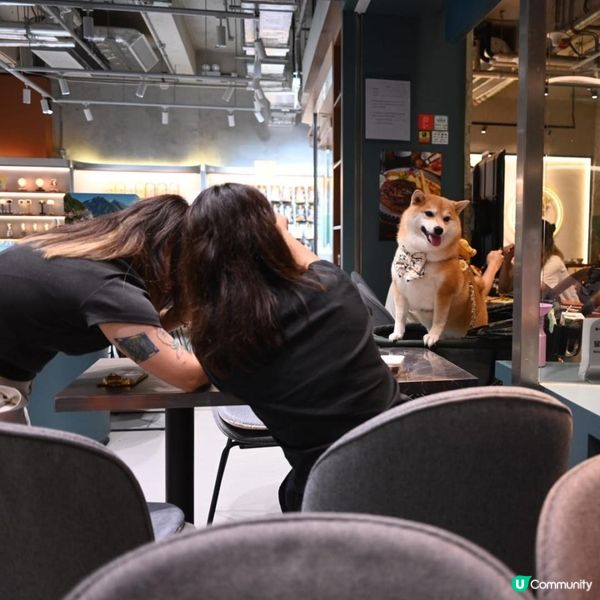 高質荃灣南豐紗廠友善寵物cafe店