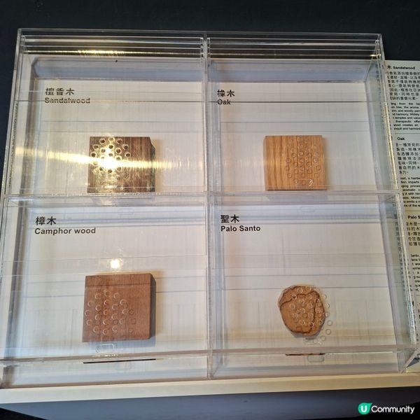 荃灣西新發現🥳木化石公園🦕 暑假必去😍