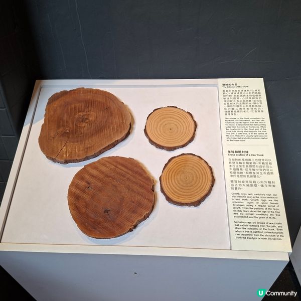 荃灣西新發現🥳木化石公園🦕 暑假必去😍