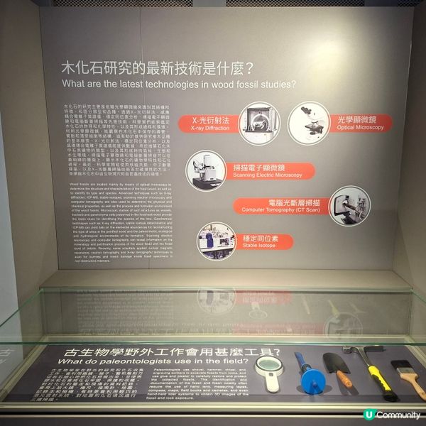 荃灣西新發現🥳木化石公園🦕 暑假必去😍