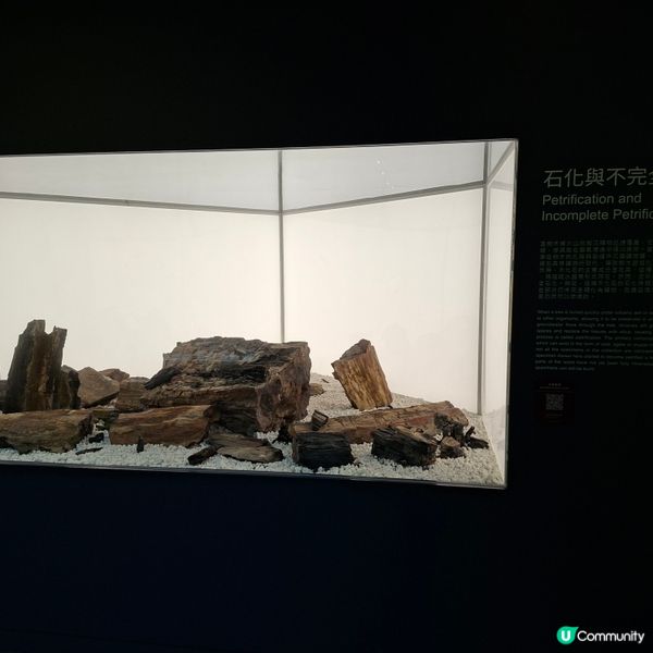 荃灣西新發現🥳木化石公園🦕 暑假必去😍