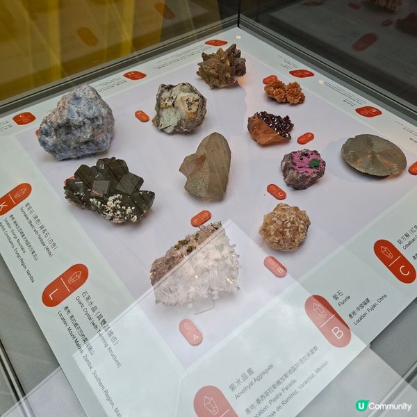 荃灣西新發現🥳木化石公園🦕 暑假必去😍