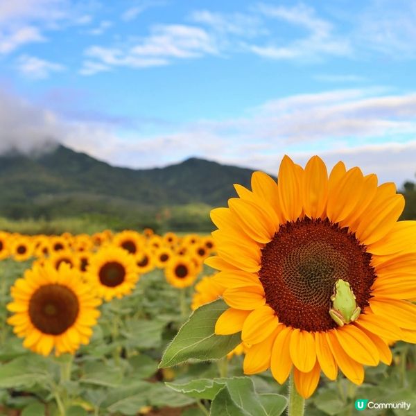 上堰潟太陽花🌻！新潟盛夏賞花攻略☀️！