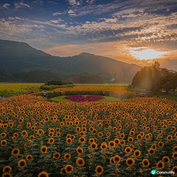 上堰潟太陽花🌻！新潟盛夏賞花攻略☀️！