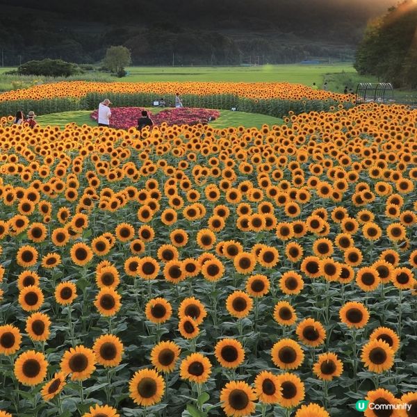 上堰潟太陽花🌻！新潟盛夏賞花攻略☀️！