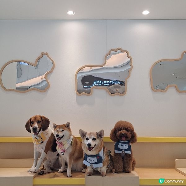 圓方睇《愉快動物餅》！🦁🐘 期間限定店開箱！🥳