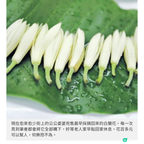 香港地・白蘭花