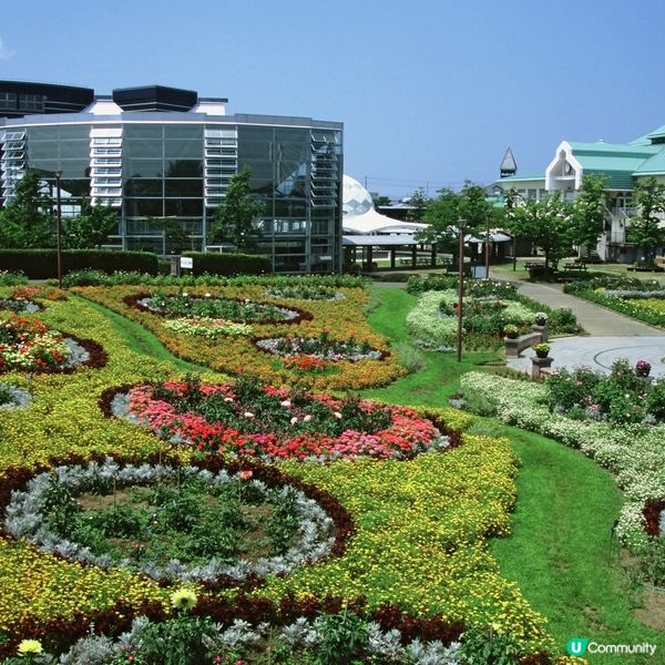  新潟太陽花🌻！打卡影靚相📸！8月打卡