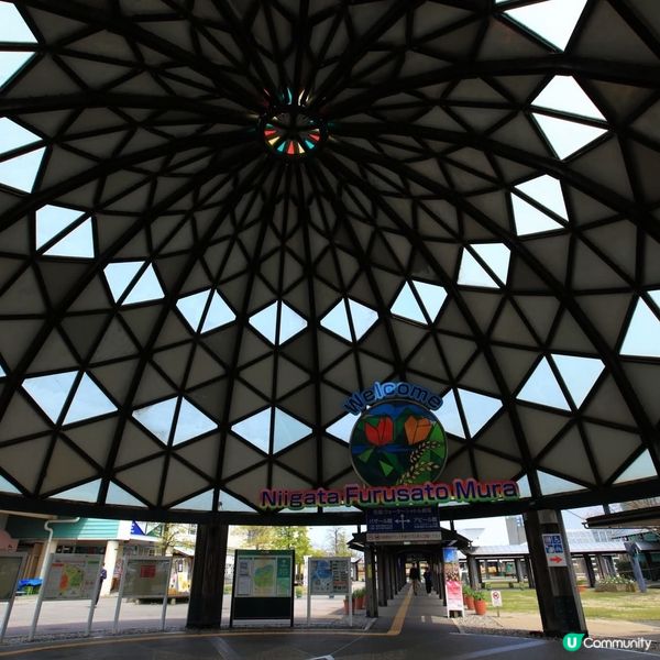  新潟太陽花🌻！打卡影靚相📸！8月打卡