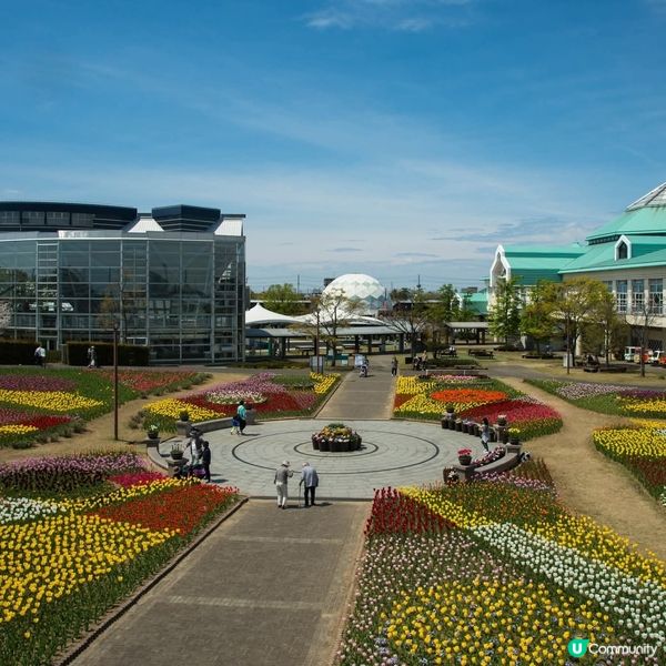  新潟太陽花🌻！打卡影靚相📸！8月打卡