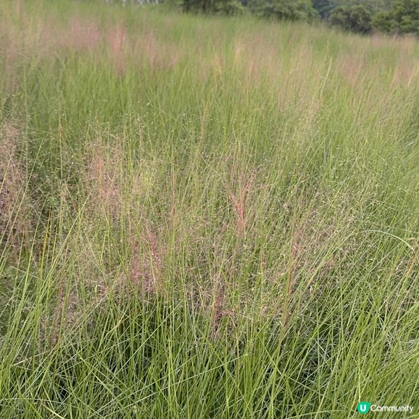 陌上花公園夏日限定！宮崎駿動畫場景再現 🌾☁️