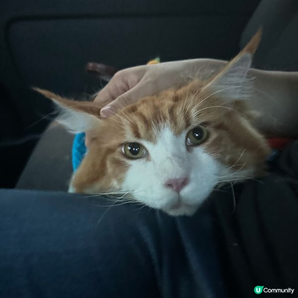 Waffle是個溫柔的巨人