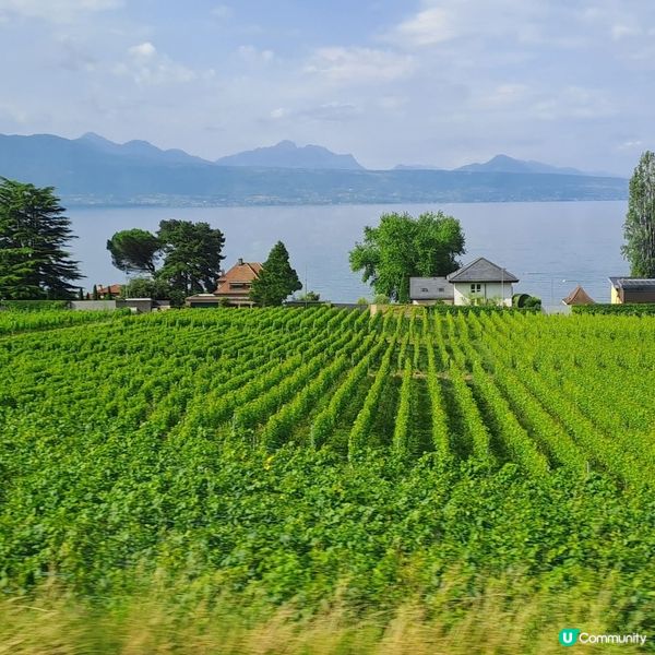 瑞士拉沃葡萄園🍇🍷🥂梯田🏕