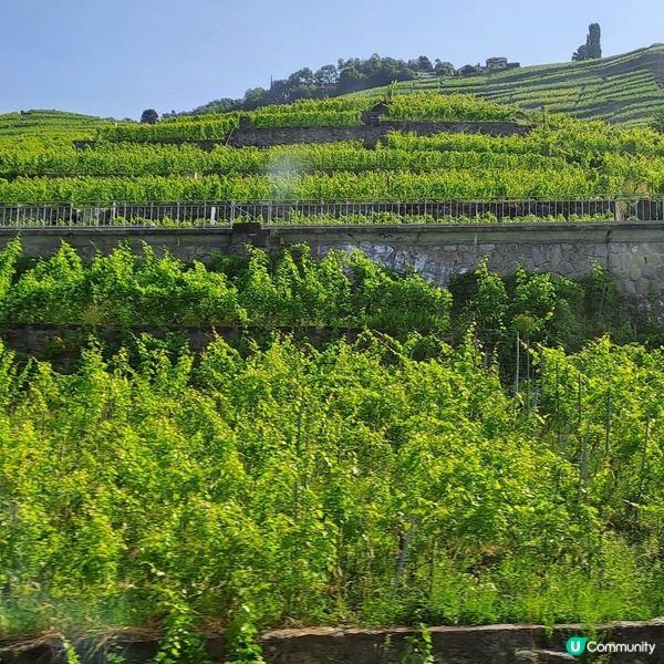 瑞士拉沃葡萄園🍇🍷🥂梯田🏕