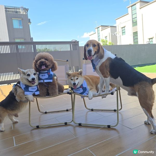 四色雪糕消暑🍦！暑假旅行寵物點算好？🤔