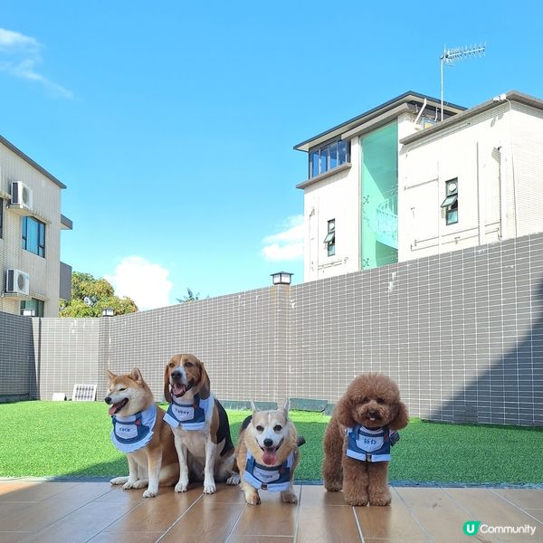 四色雪糕消暑🍦！暑假旅行寵物點算好？🤔