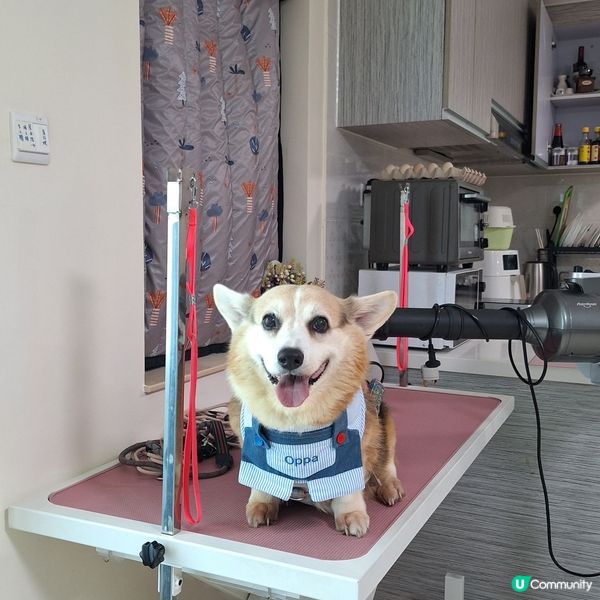 四色雪糕消暑🍦！暑假旅行寵物點算好？🤔