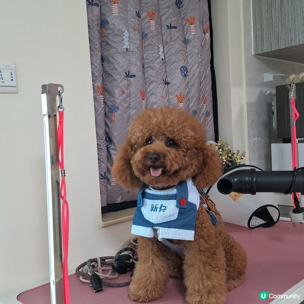 四色雪糕消暑🍦！暑假旅行寵物點算好？🤔