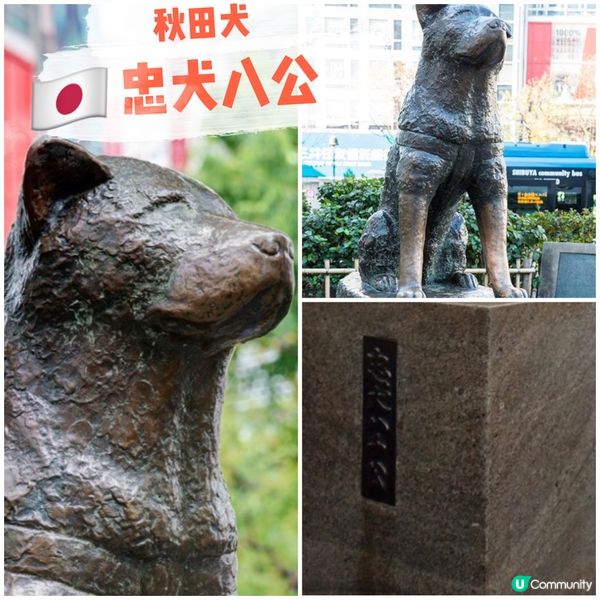 🇯🇵 秋田犬🐶 -忠犬八公