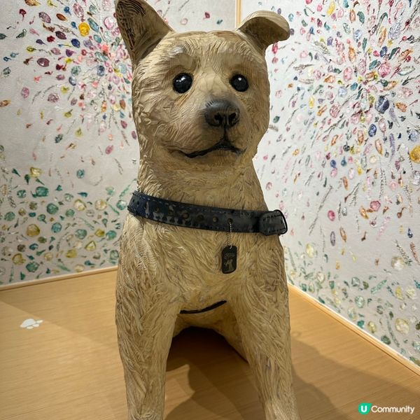 🇯🇵 秋田犬🐶 -忠犬八公