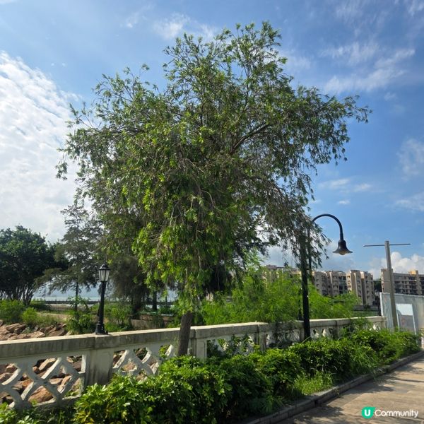 #UCreator #打卡美食 #好去處 #全新景點 #ch...