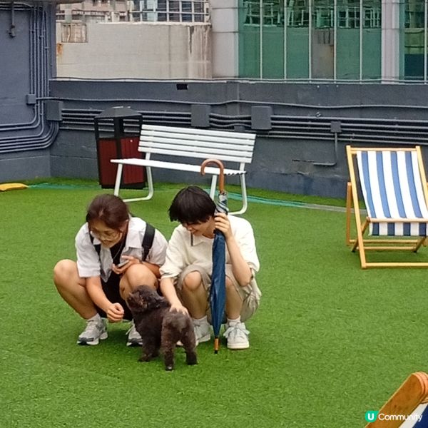 帶埋毛孩去放電！🐶💨 D2Place寵物花園等你嚟！