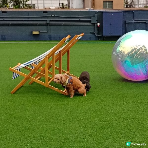 帶埋毛孩去放電！🐶💨 D2Place寵物花園等你嚟！