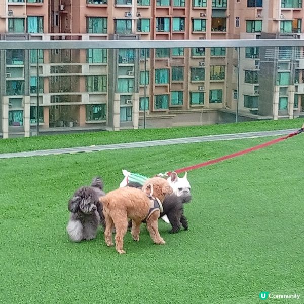 帶埋毛孩去放電！🐶💨 D2Place寵物花園等你嚟！