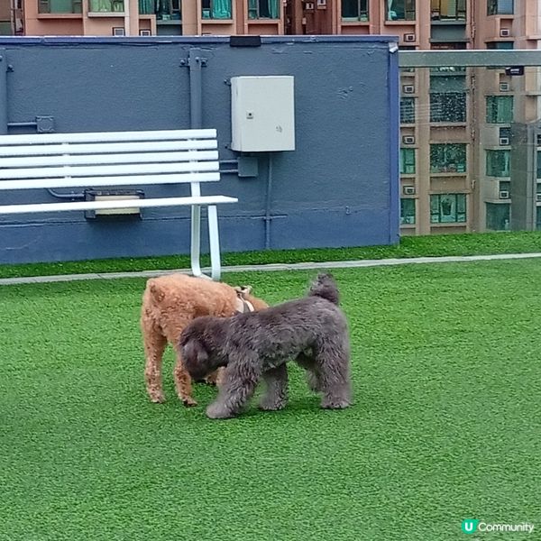 帶埋毛孩去放電！🐶💨 D2Place寵物花園等你嚟！