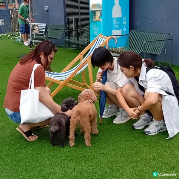 帶埋毛孩去放電！🐶💨 D2Place寵物花園等你嚟！