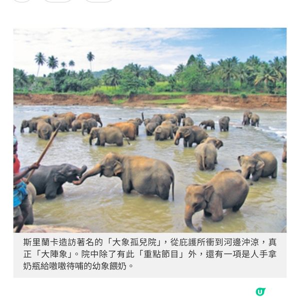 世界大象日 東南亞「與象同行」