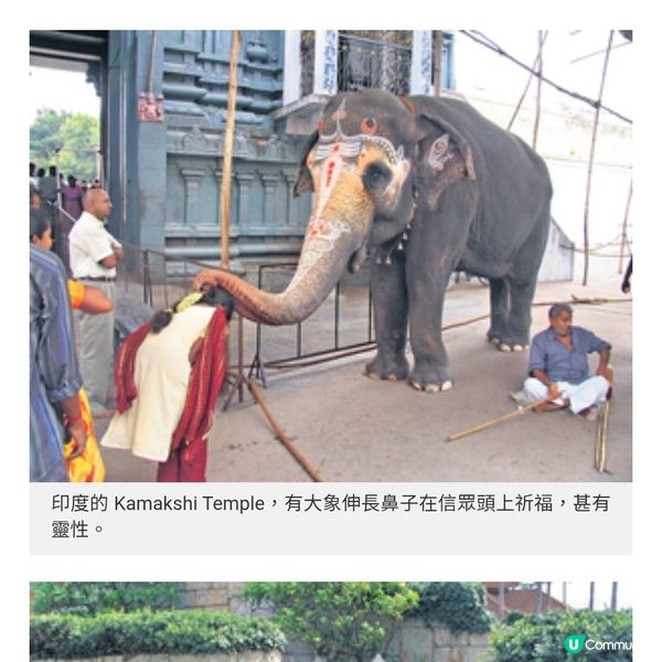 世界大象日 東南亞「與象同行」