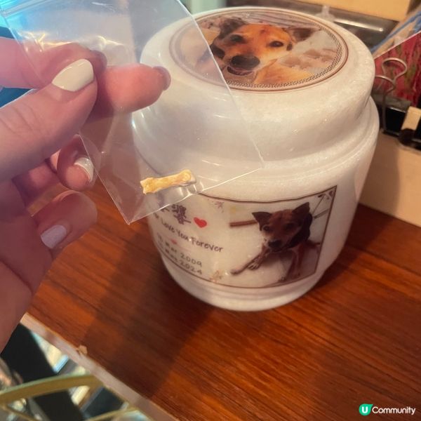 睇《毛家》喊到豬頭🐷！支持領養！