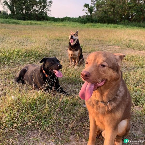 睇《毛家》喊到豬頭🐷！支持領養！