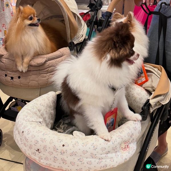 毛孩小編再臨！嘉年華等你🥳！