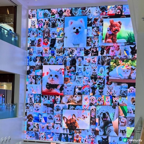 毛孩小編再臨！嘉年華等你🥳！