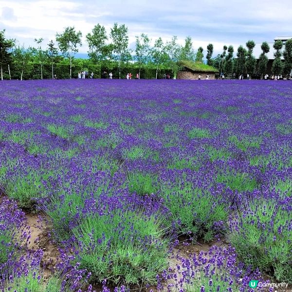 北海道花田打卡！薰衣草東園超靚😍