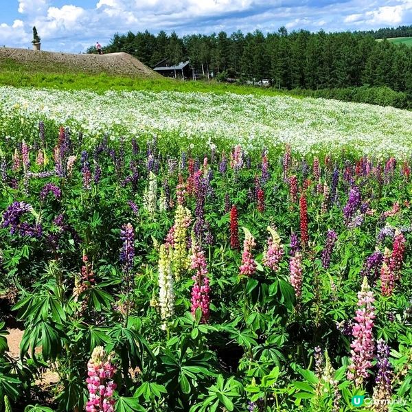 北海道花田打卡！薰衣草東園超靚😍