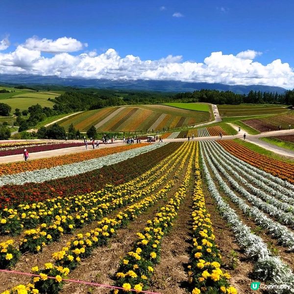 北海道花田打卡！薰衣草東園超靚😍