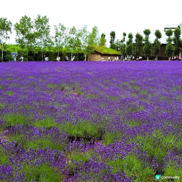 北海道花田打卡！薰衣草東園超靚😍