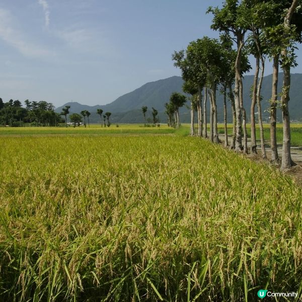 新潟米鄉收割🌾！食米多過食鹽？🤔