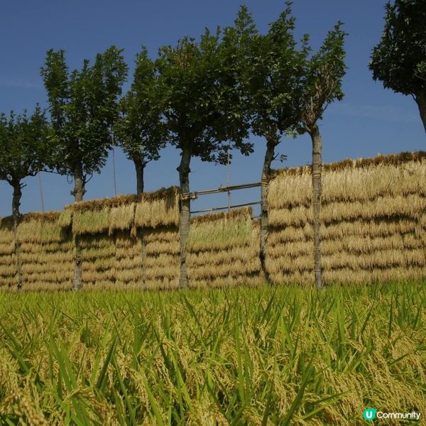 新潟米鄉收割🌾！食米多過食鹽？🤔