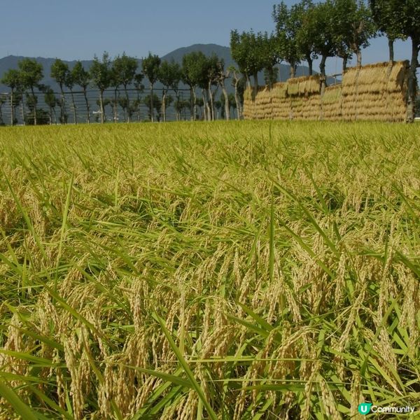 新潟米鄉收割🌾！食米多過食鹽？🤔