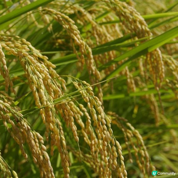 新潟米鄉收割🌾！食米多過食鹽？🤔