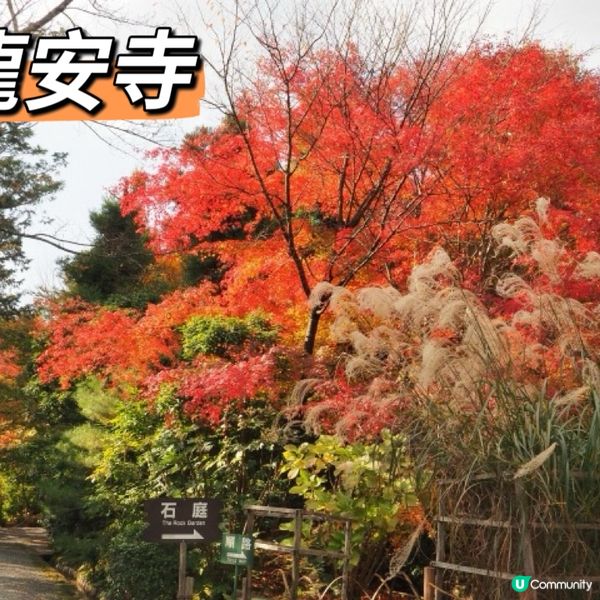 🇯🇵京都5個紅葉必去景點🍁