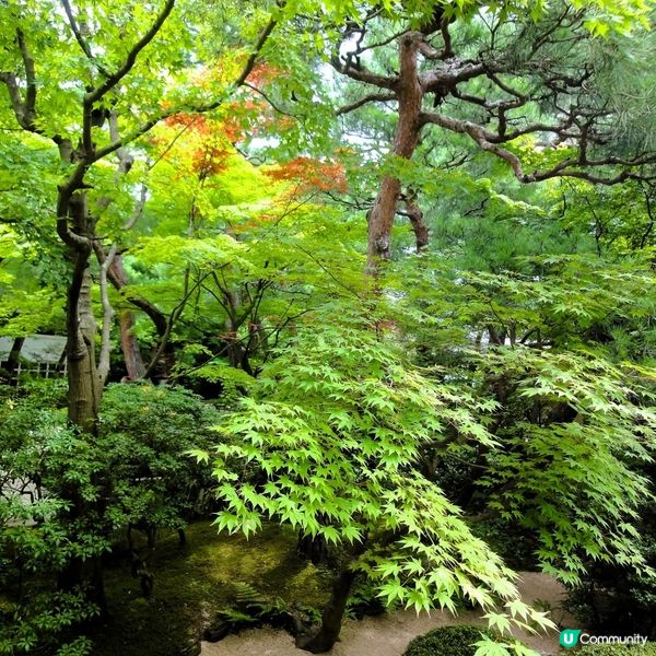 足立美術館，名園藝術之旅！🤩 庭園靚到震！