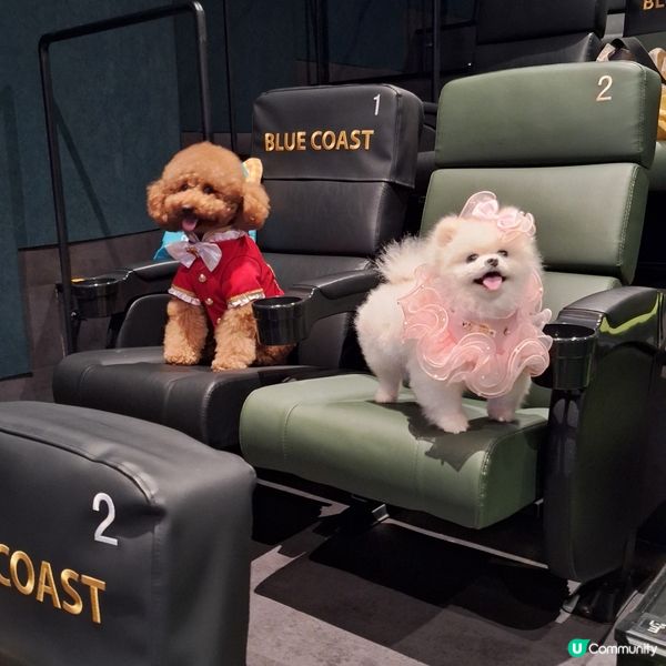 毛孩盛典！四色雪糕🍟金頒獎禮