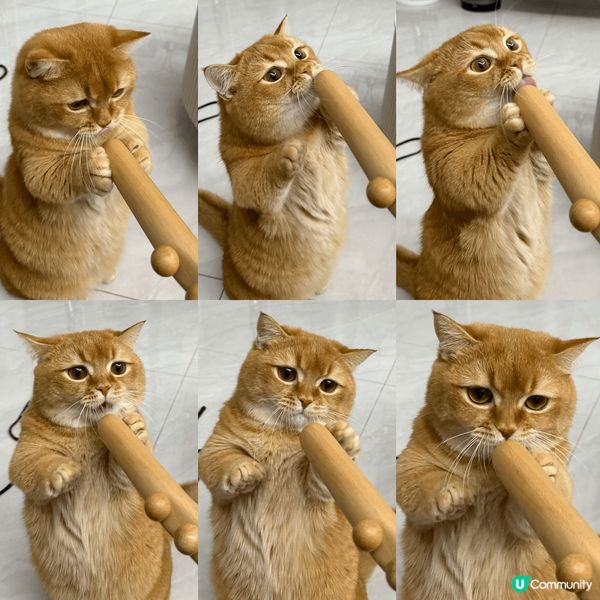 活潑好動既金金，古靈精怪又傻下傻下